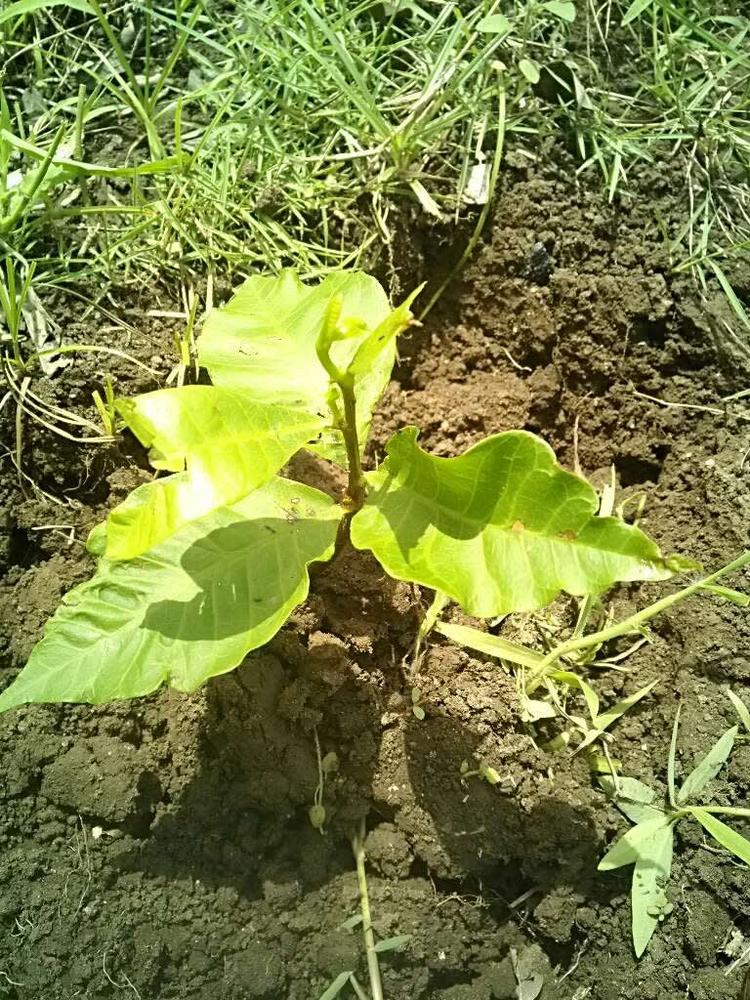 tree image