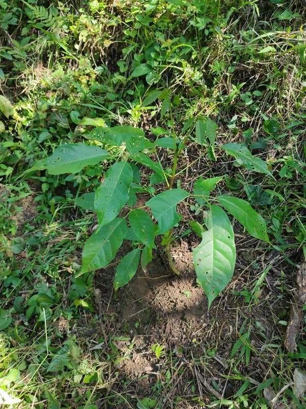 tree image