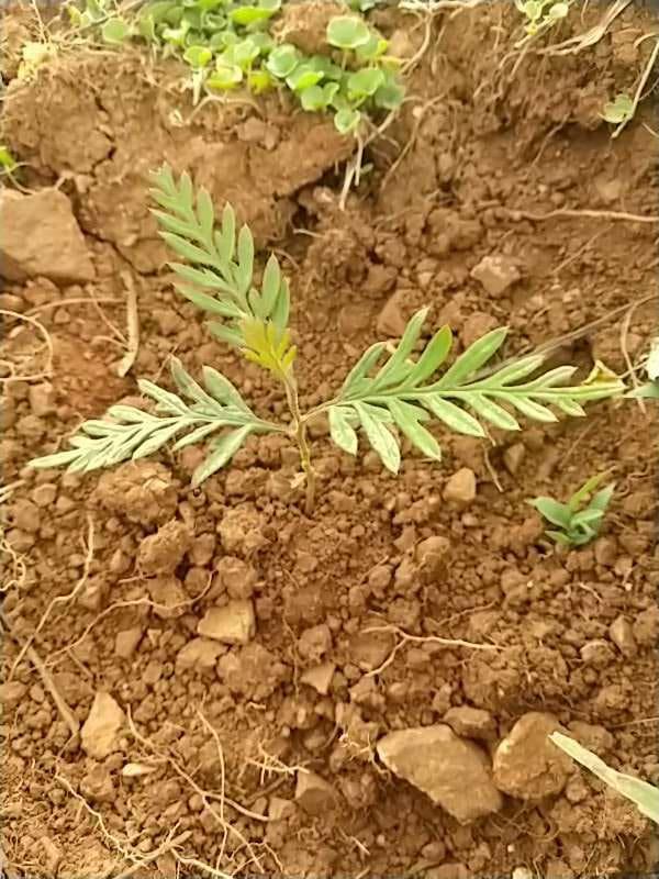 tree image