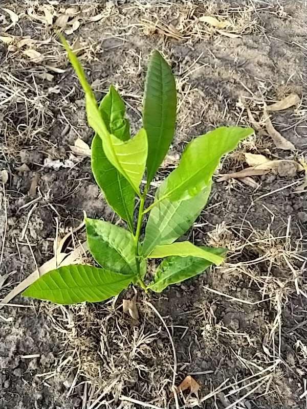 tree image
