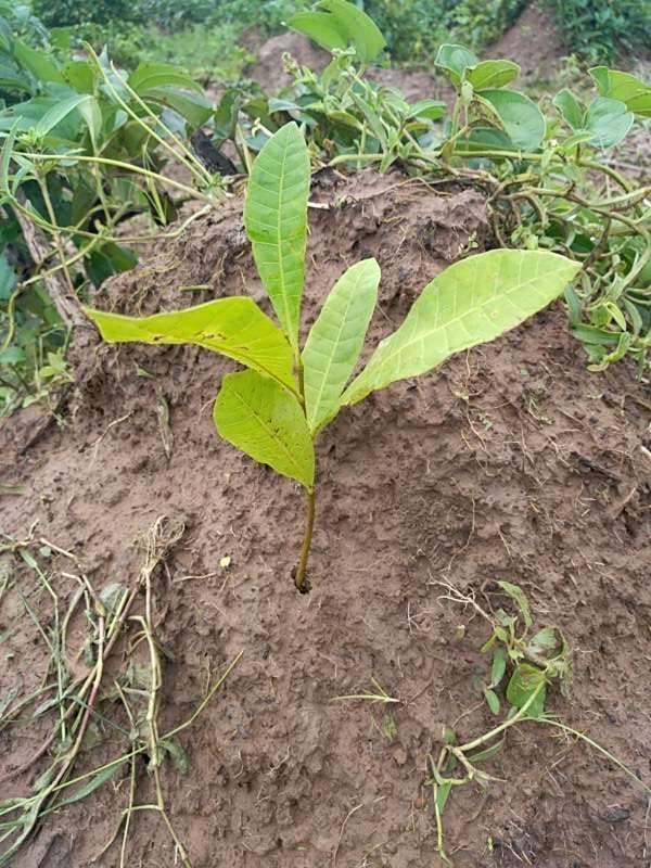 tree image