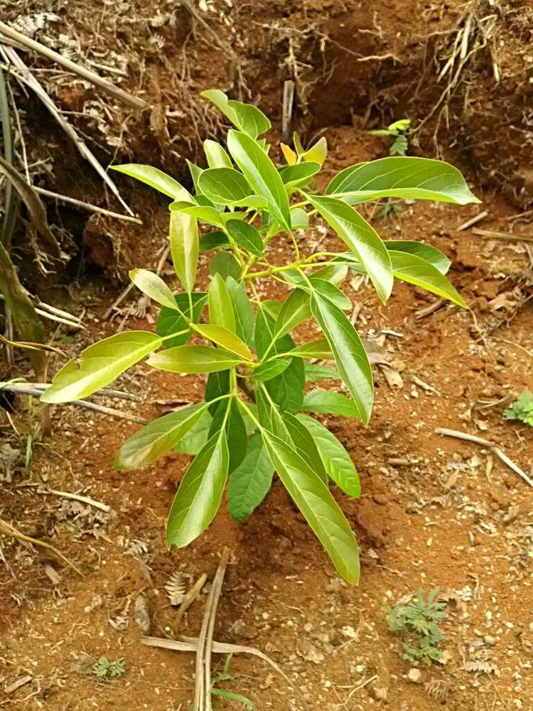 tree image