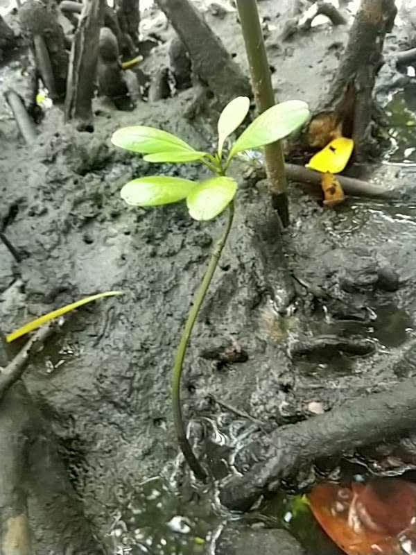 tree image