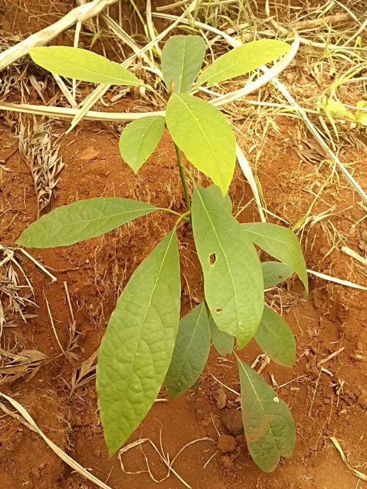 tree image