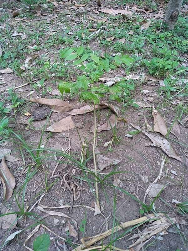 tree image