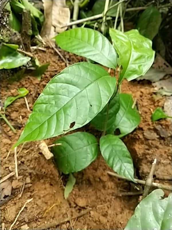 tree image