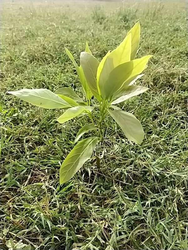tree image