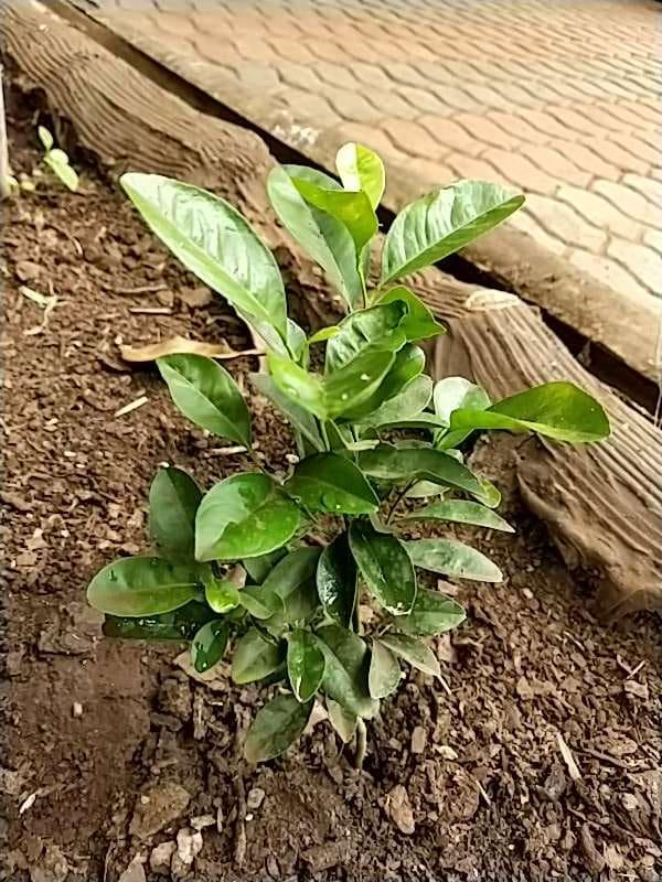 tree image