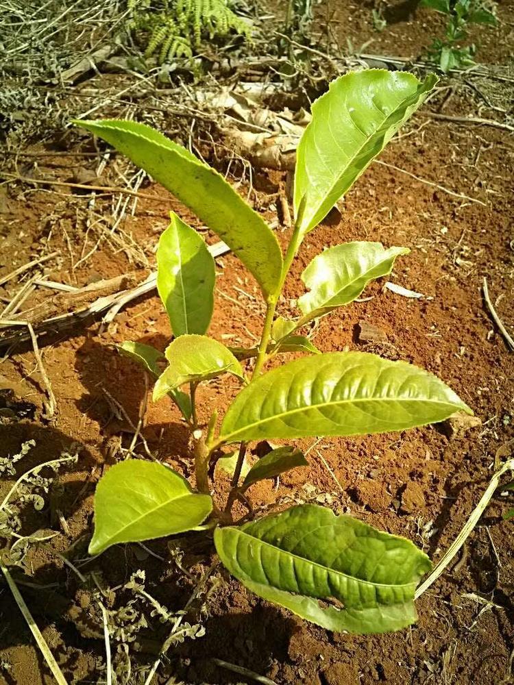 tree image