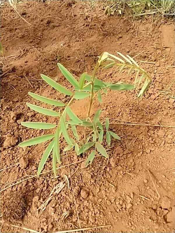 tree image