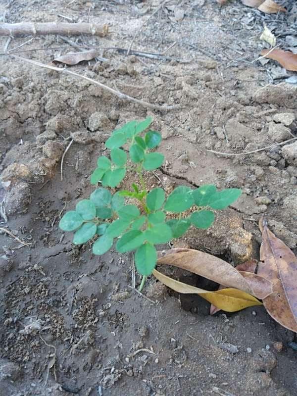 tree image