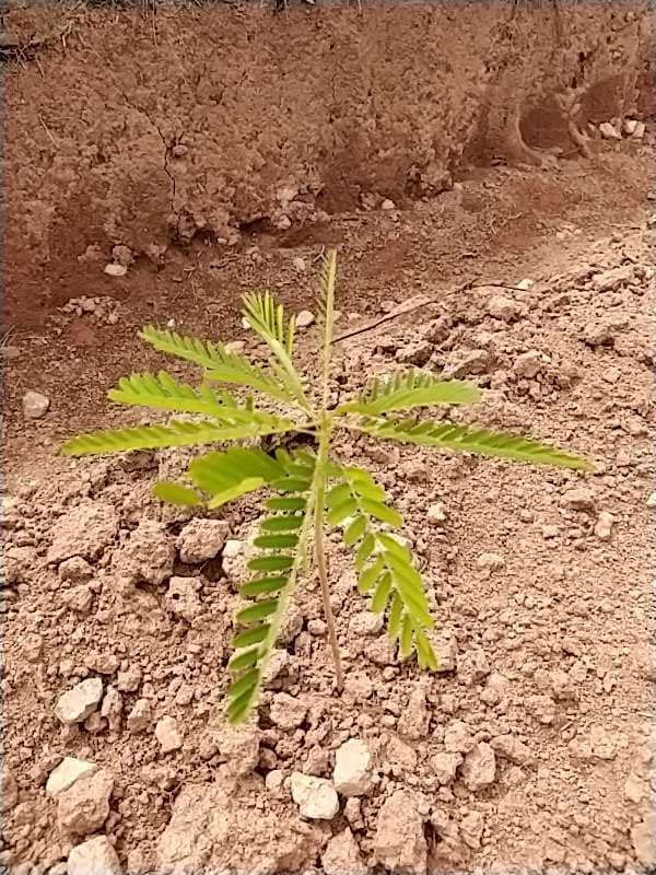 tree image