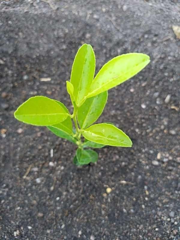 tree image