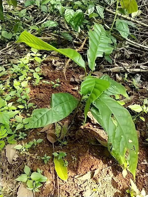 tree image