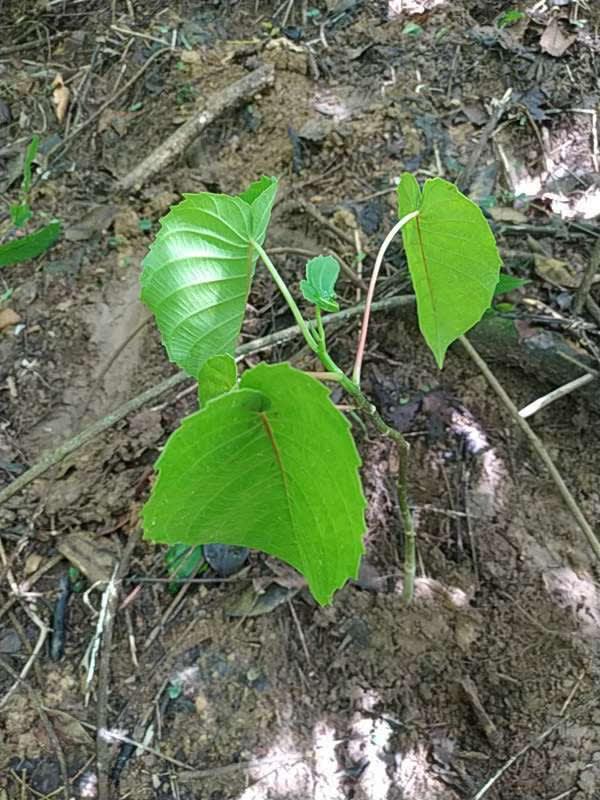 tree image
