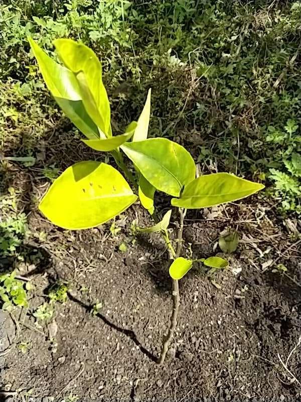 tree image