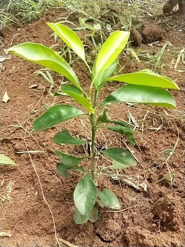 tree image