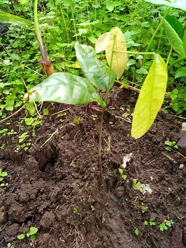 tree image