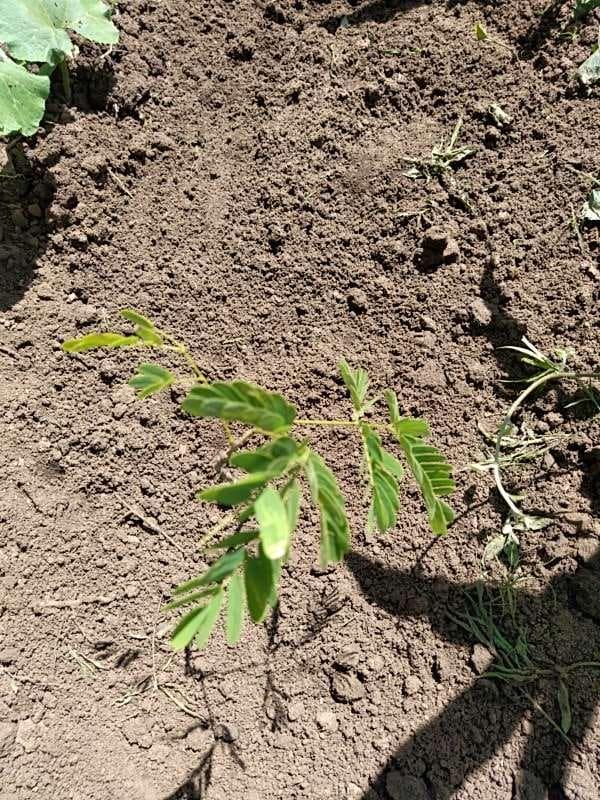tree image