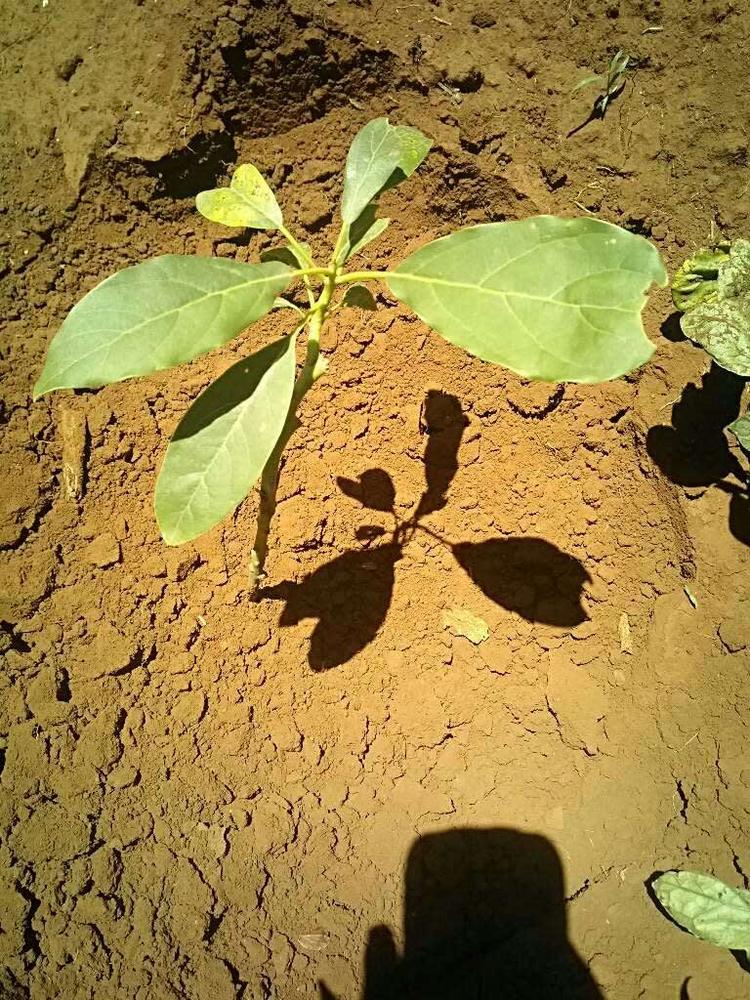 tree image