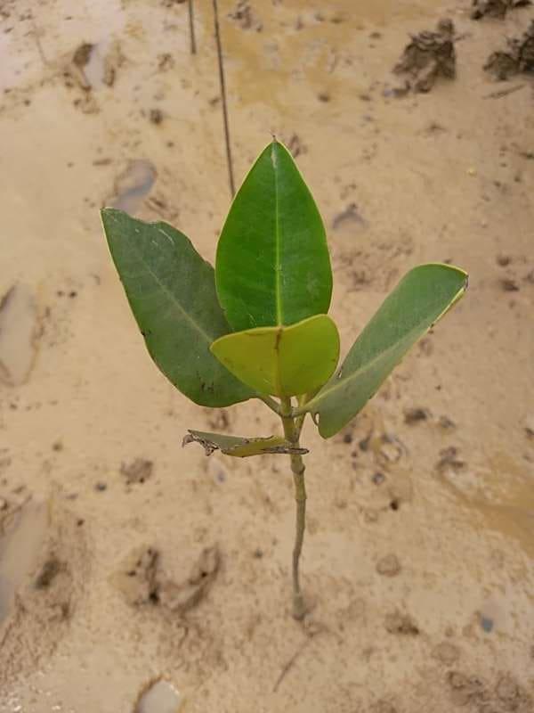 tree image