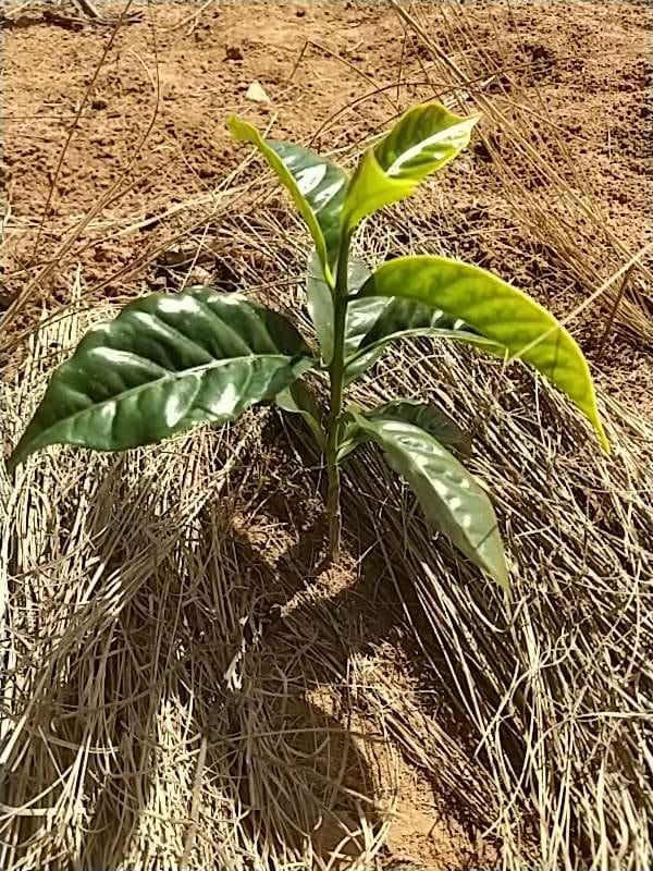 tree image