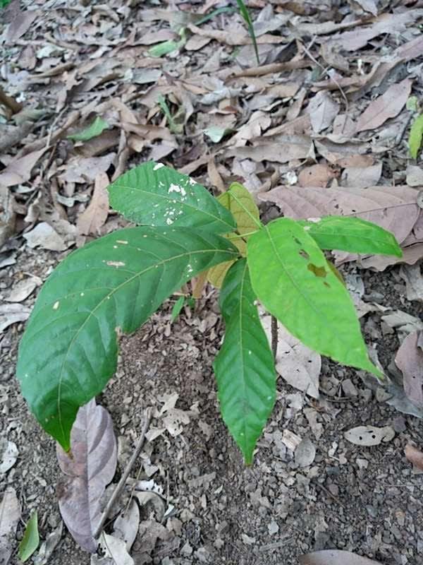 tree image