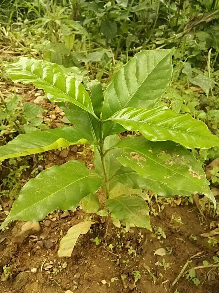 tree image