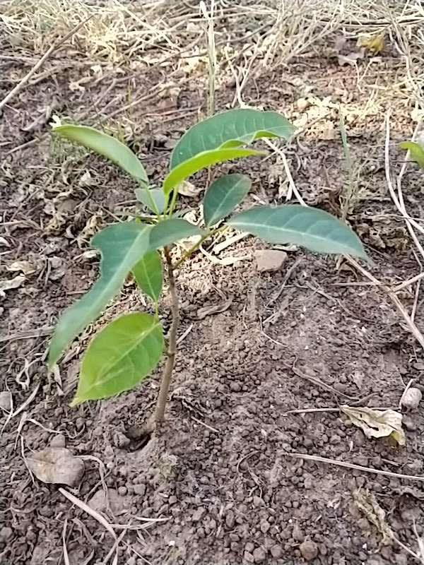tree image