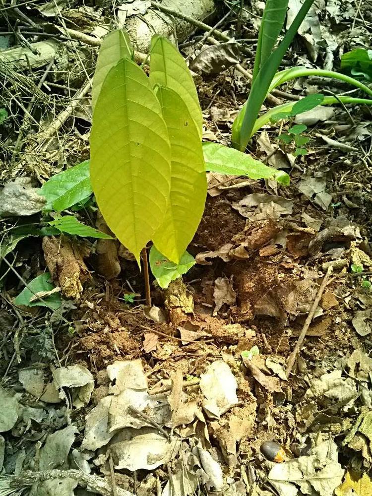 tree image