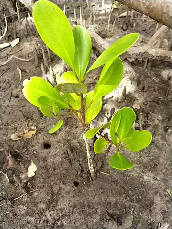 tree image