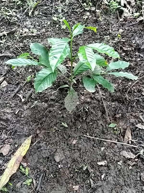 tree image