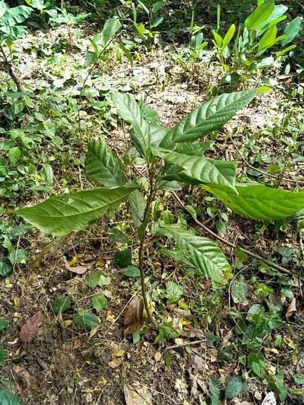 tree image
