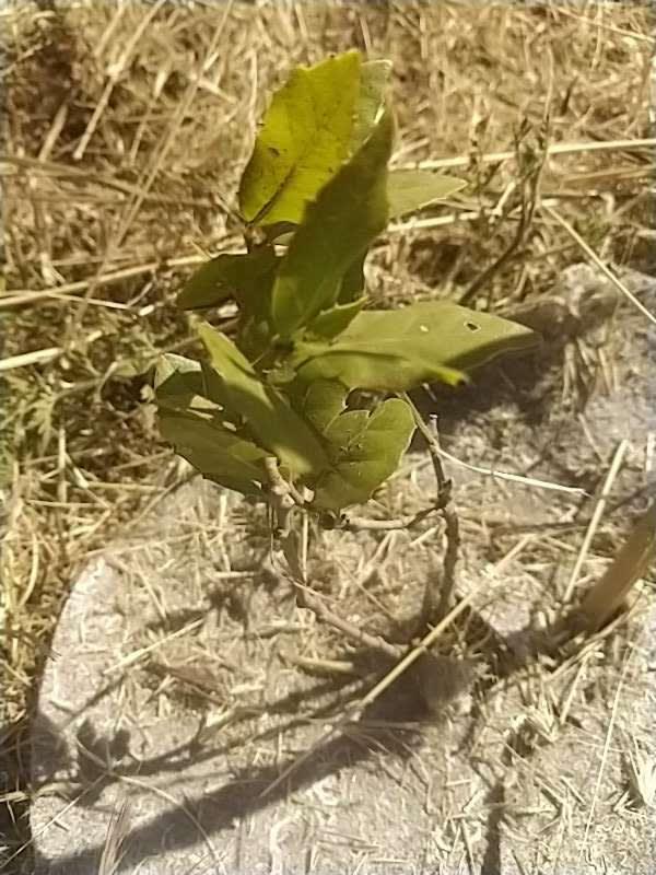tree image
