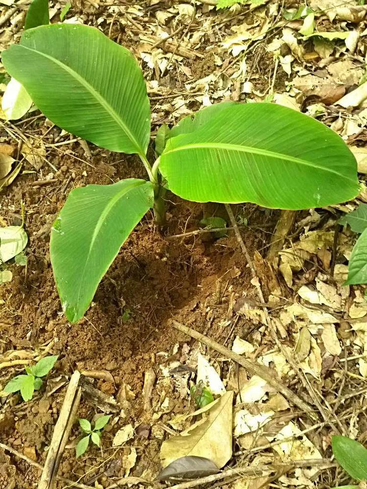 tree image