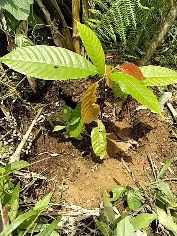tree image