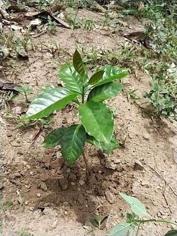 tree image