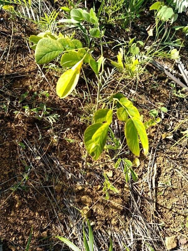 tree image