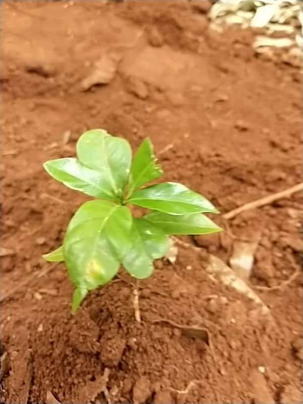 tree image
