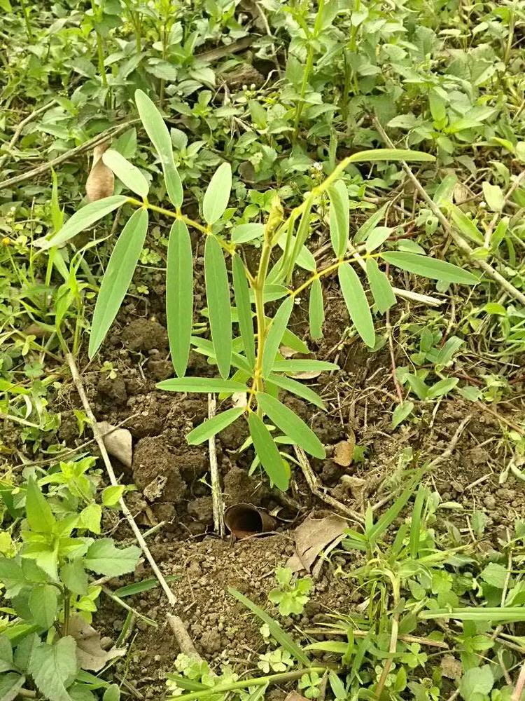 tree image
