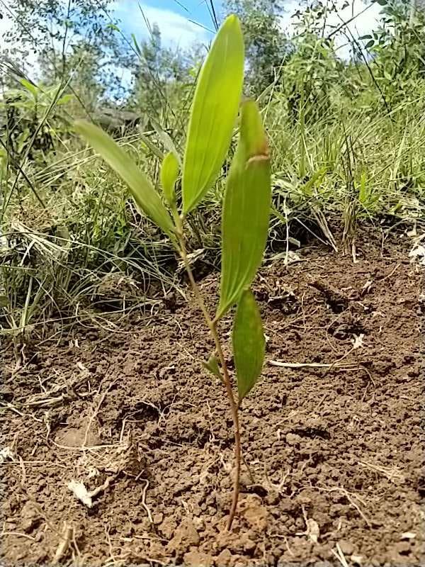 tree image