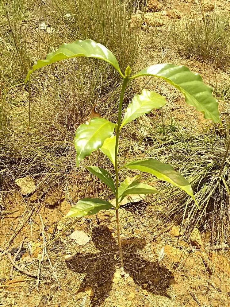 tree image