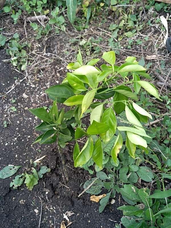 tree image