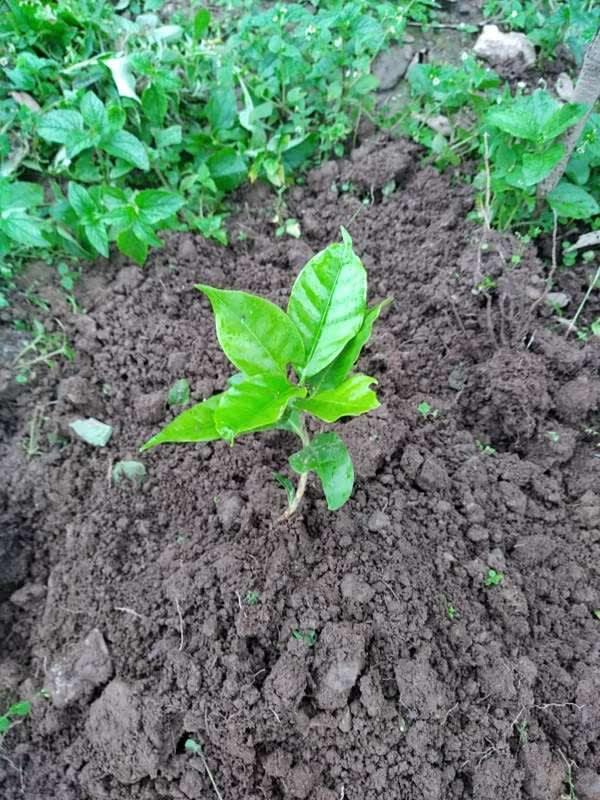 tree image