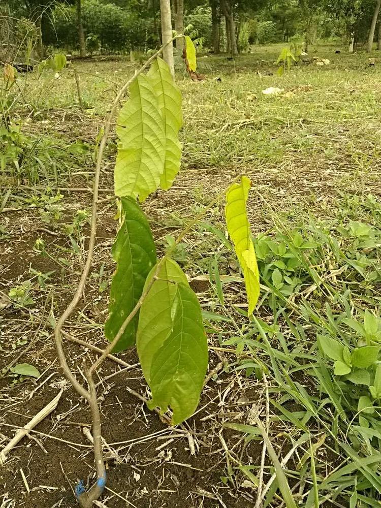 tree image