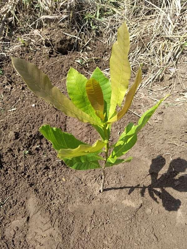 tree image