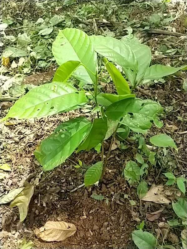 tree image
