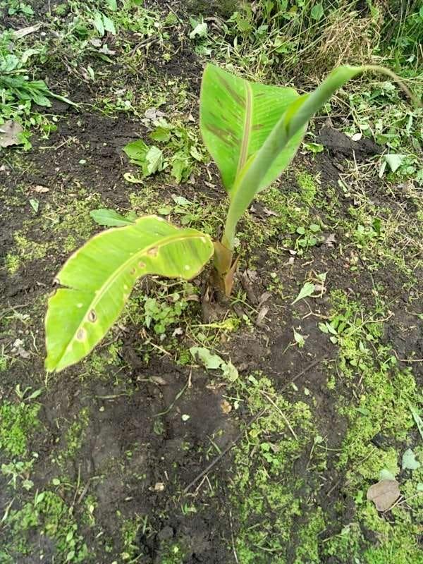 tree image