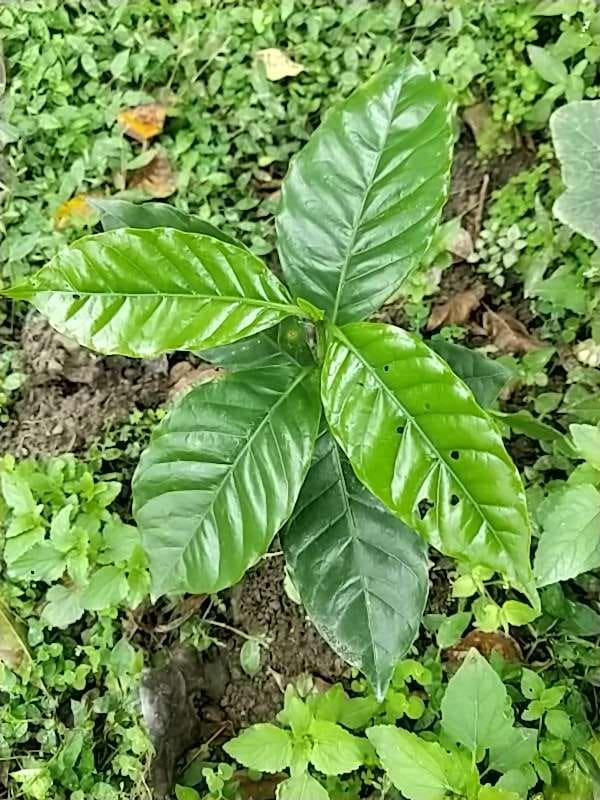 tree image