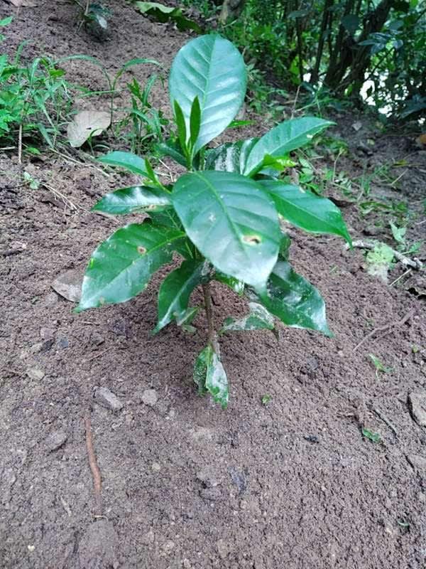 tree image
